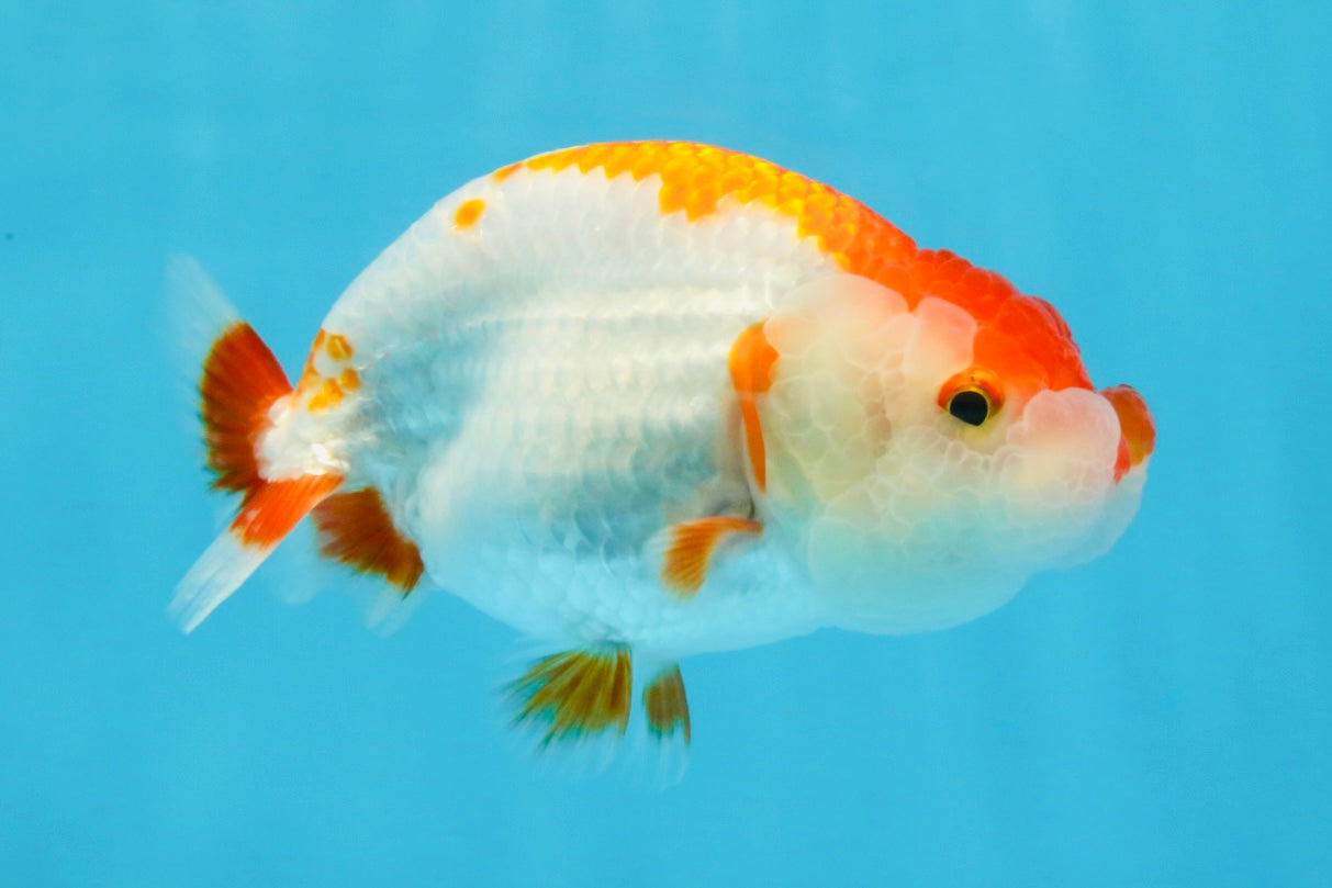 A Grade Red White LionQueen 4-4.5 inches #112125LC_11