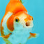 A Grade Red White Ryukin Female 3.5-4 inches #041726RK_02