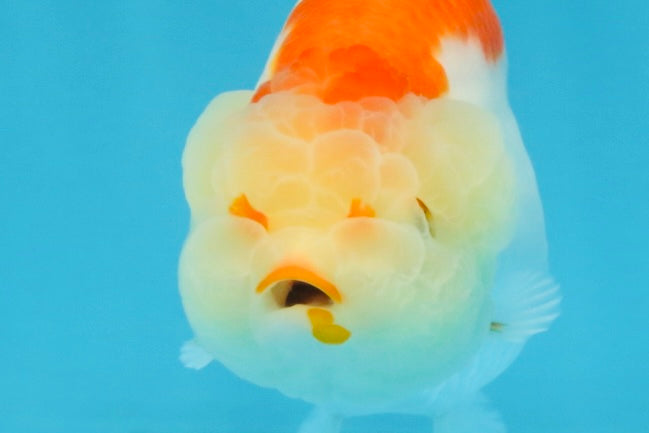 AAA Grade Red White LionQueen 4 inches #103125LC_24