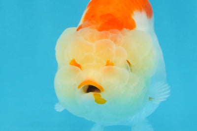 AAA Grade Red White LionQueen 4 inches #103125LC_24