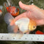 AAA Grade White Oranda Male 5.5 inches #072426OR_13