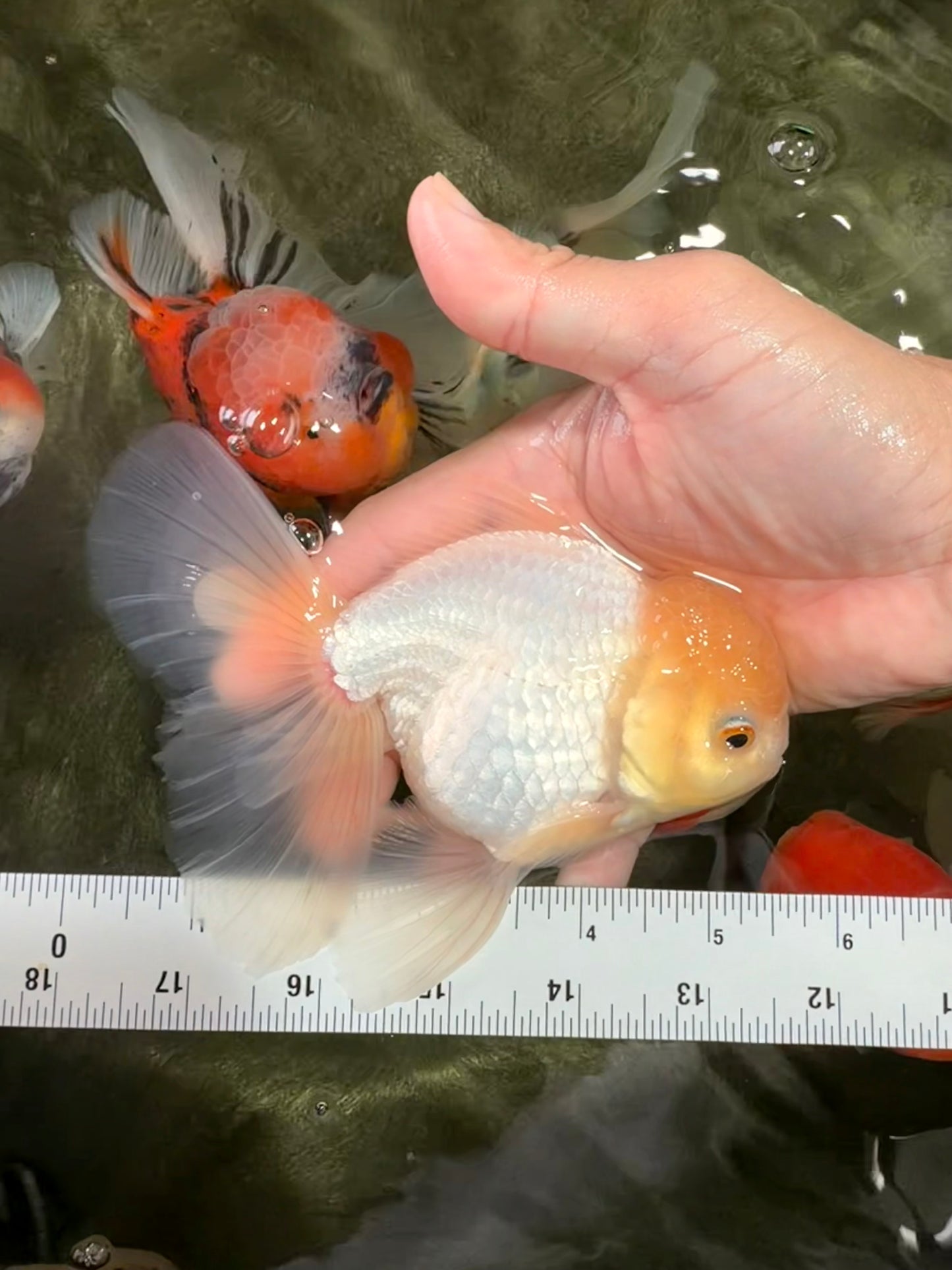 AAA Grade White Oranda Male 5.5 inches #072426OR_13