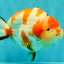 AAA Grade Super Special Sanke Kohaku Sakura Ranchu Female 6-6.5 inches #100226RC_25