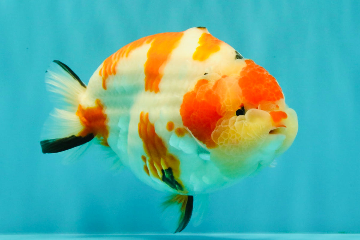 AAA Grade Super Special Sanke Kohaku Sakura Ranchu Female 6-6.5 inches #100226RC_25