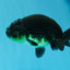 Black Gold Ranchu Hembra 4 pulgadas #0726RC_34