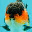 SHOW GRADE CHUBBY Tricolor Yuanbao Male 5 inches #071026YB_08