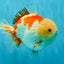 CHUBBY A Grade Red White Yuanbao Male 6 inches #041026YB_26