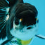 Panda Oranda Female 5-5.5 inches #053025OR_29