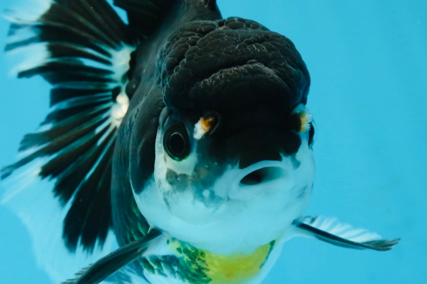 Panda Oranda Female 5-5.5 inches #053025OR_29