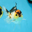 Adorable Tricolor Button Eyes Oranda Female 5 inches #080825OR_13