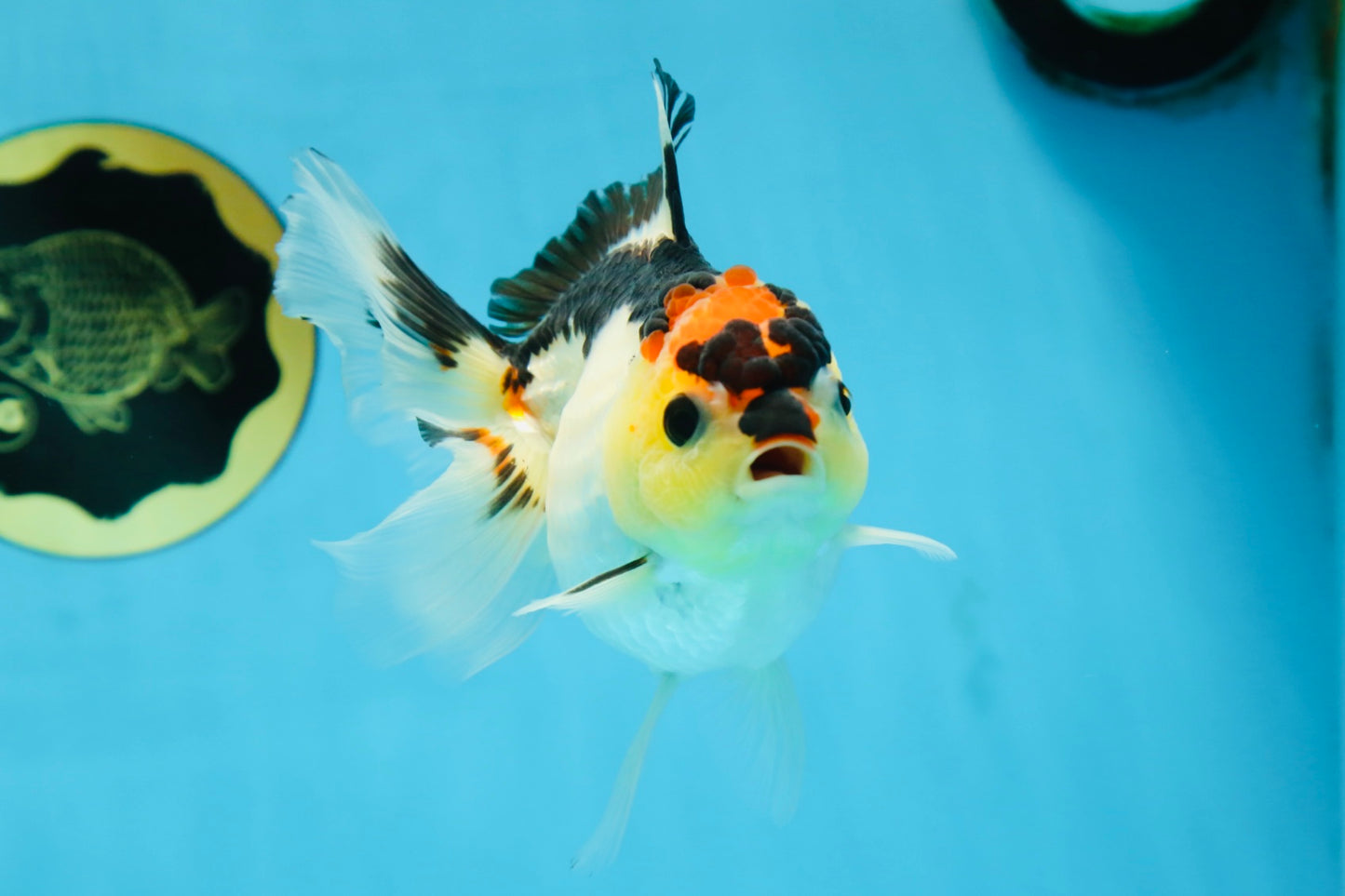 Adorable Tricolor Button Eyes Oranda Female 5 inches #080825OR_13