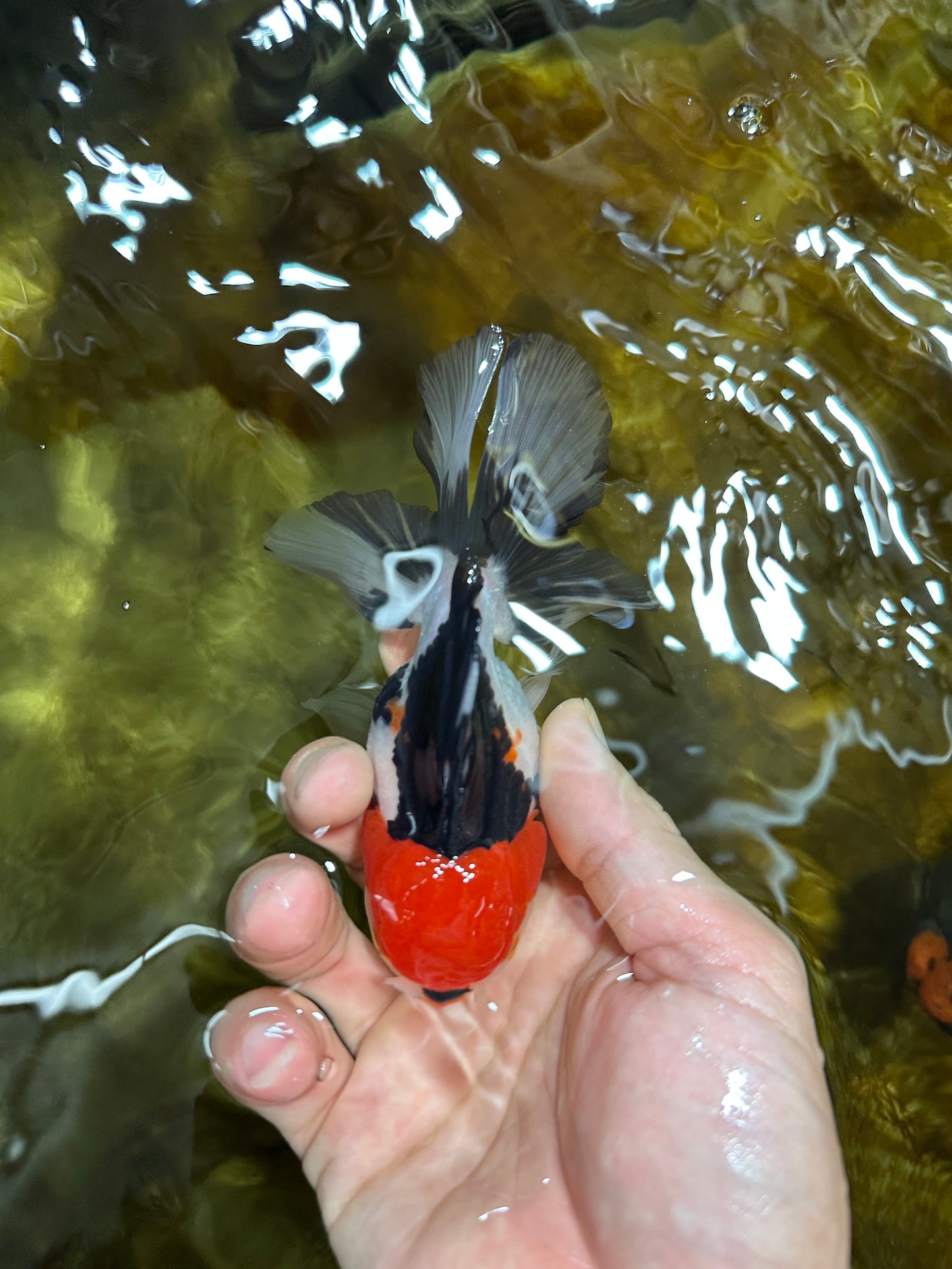 A Grade Young Tricolor Oranda Male 4.5 inches #061325_01