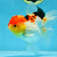 A Grade Chubby Cheeks Tricolor Oranda Female 5.5 inches #081525OR_16