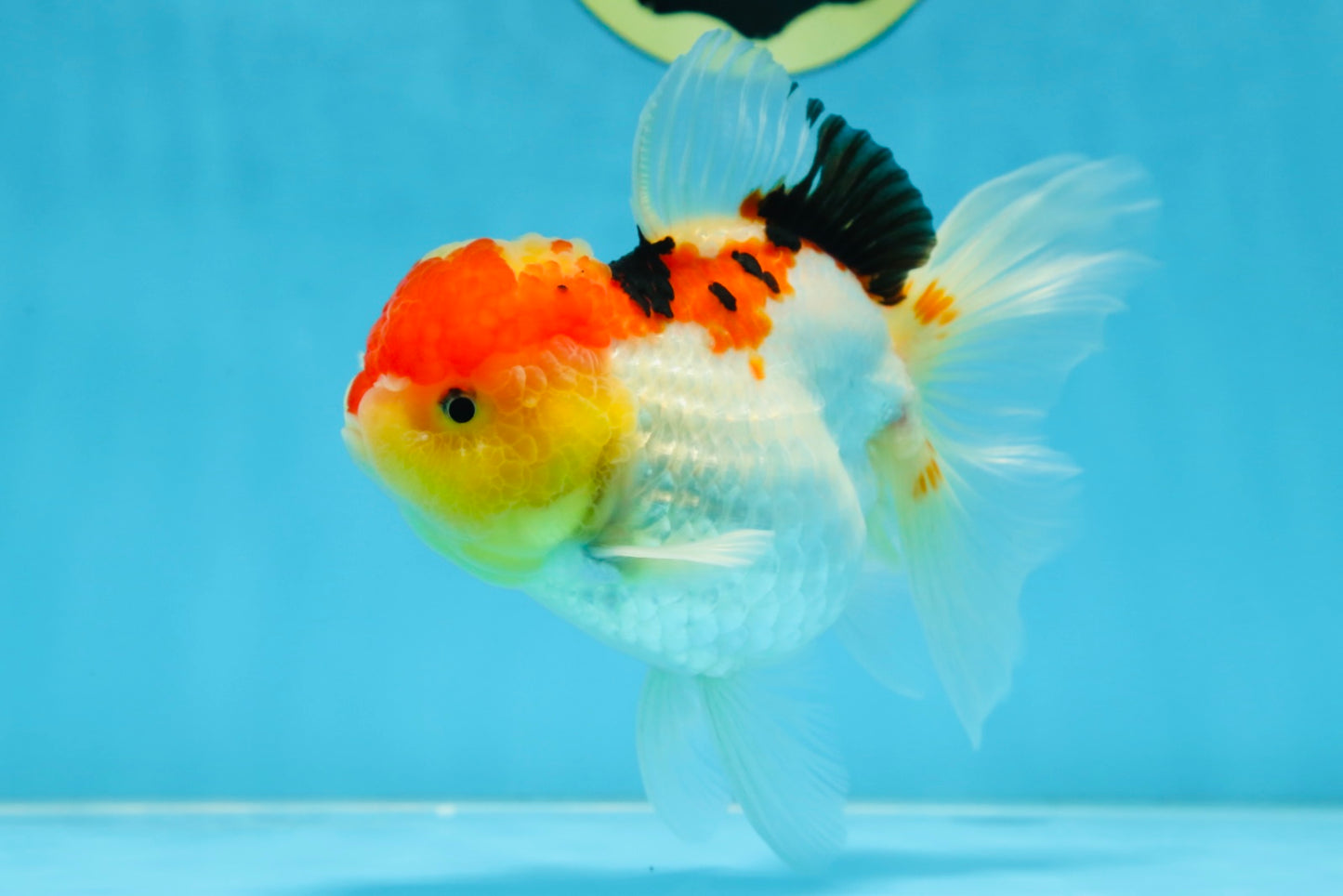 A Grade Chubby Cheeks Tricolor Oranda Female 5.5 inches #081525OR_16
