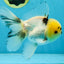 A Grade Panda Oranda Male 5 inches #052325OR_03