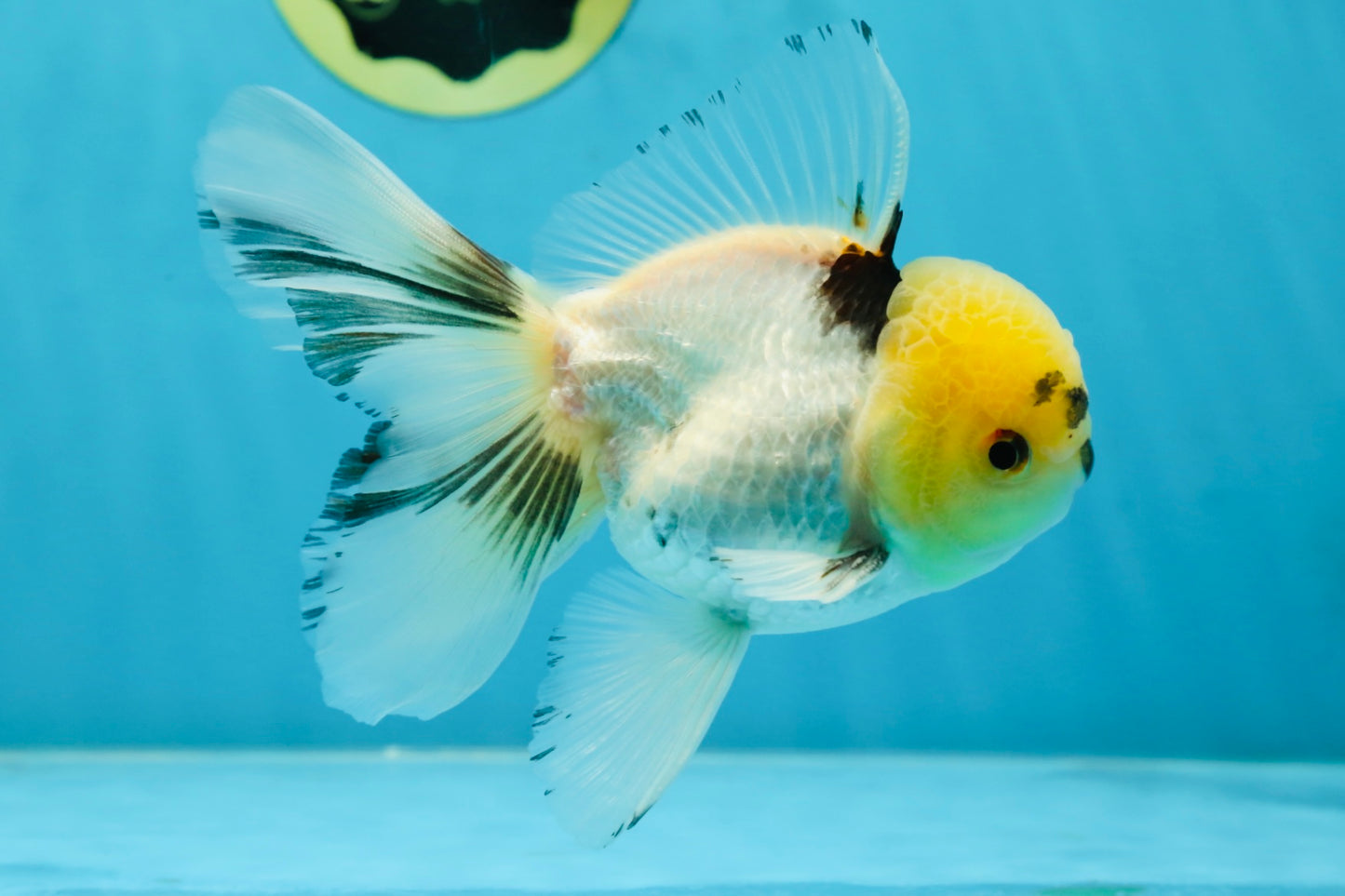 A Grade Panda Oranda Male 5 inches #052325OR_03