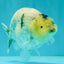 A Grade Diamond Scale Sakura Ranchu Male 5 inches #073126RC_11