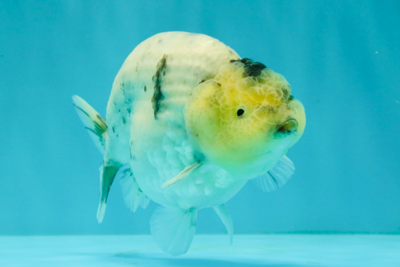 A Grade Diamond Scale Sakura Ranchu Male 5 inches #073126RC_11