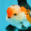 A Grade Tricolor Oranda Male 5-5.5  inches #032726OR_12