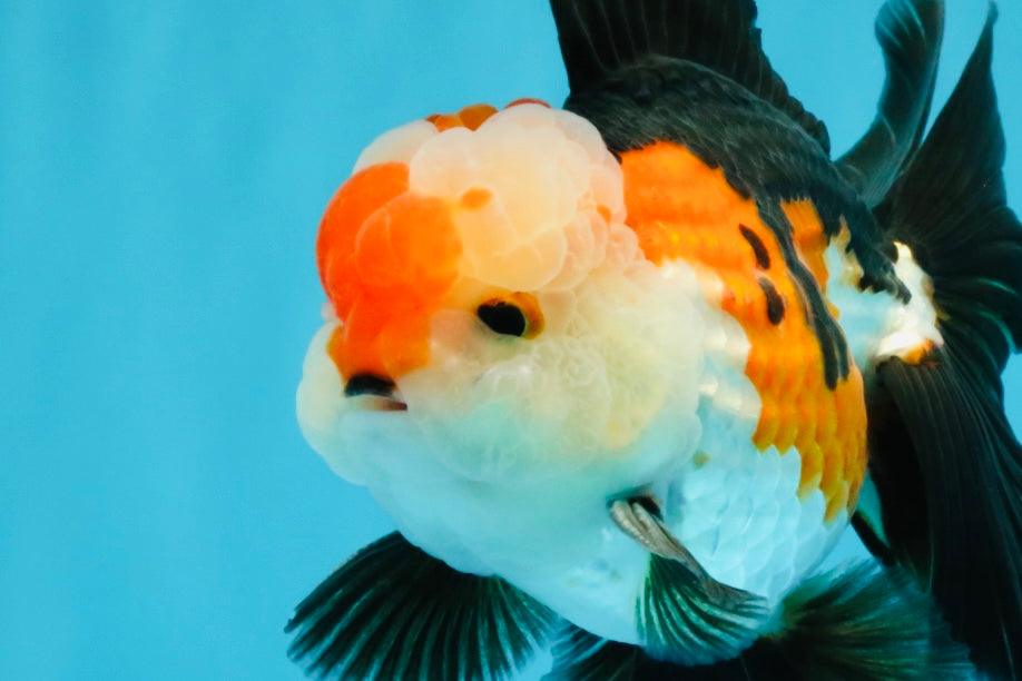 A Grade Tricolor Oranda Male 5-5.5  inches #032726OR_12