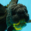 BULLDOG A Grade Godzilla Black Oranda 6.5 inches #022726OR_13