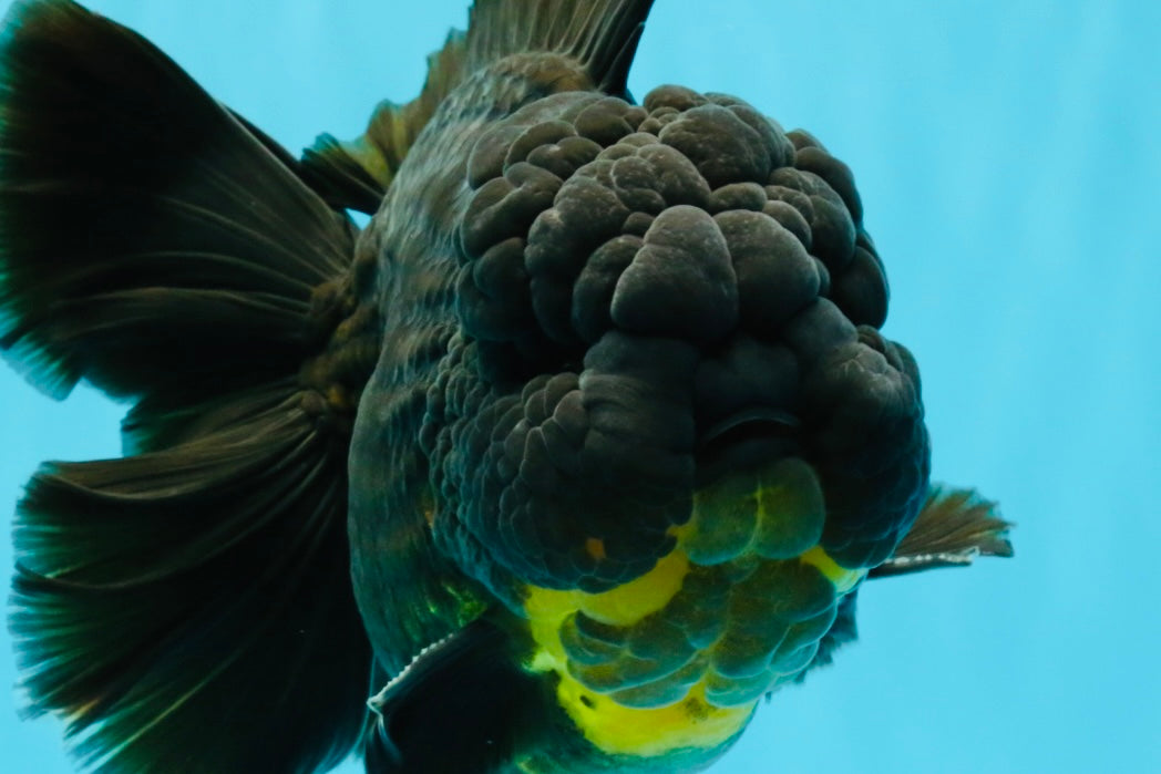 BULLDOG A Grade Godzilla Black Oranda 6.5 inches #022726OR_13