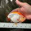 A Grade Orange White LionQueen 4.5-5 inches #072426LC_35