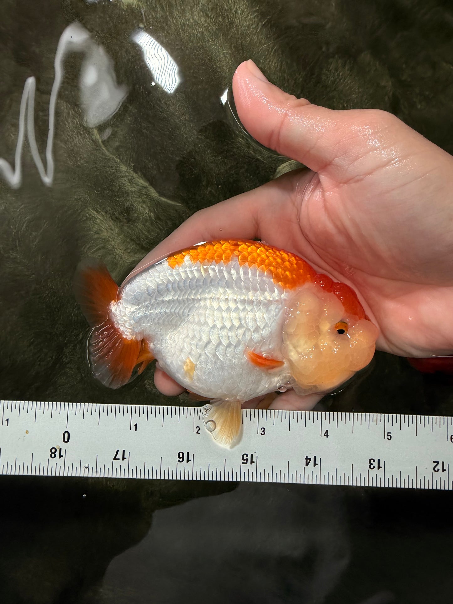 A Grade Orange White LionQueen 4.5-5 inches #072426LC_35
