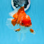 AAA Grade Red White Oranda Male 5.5 inches #0706OR_22