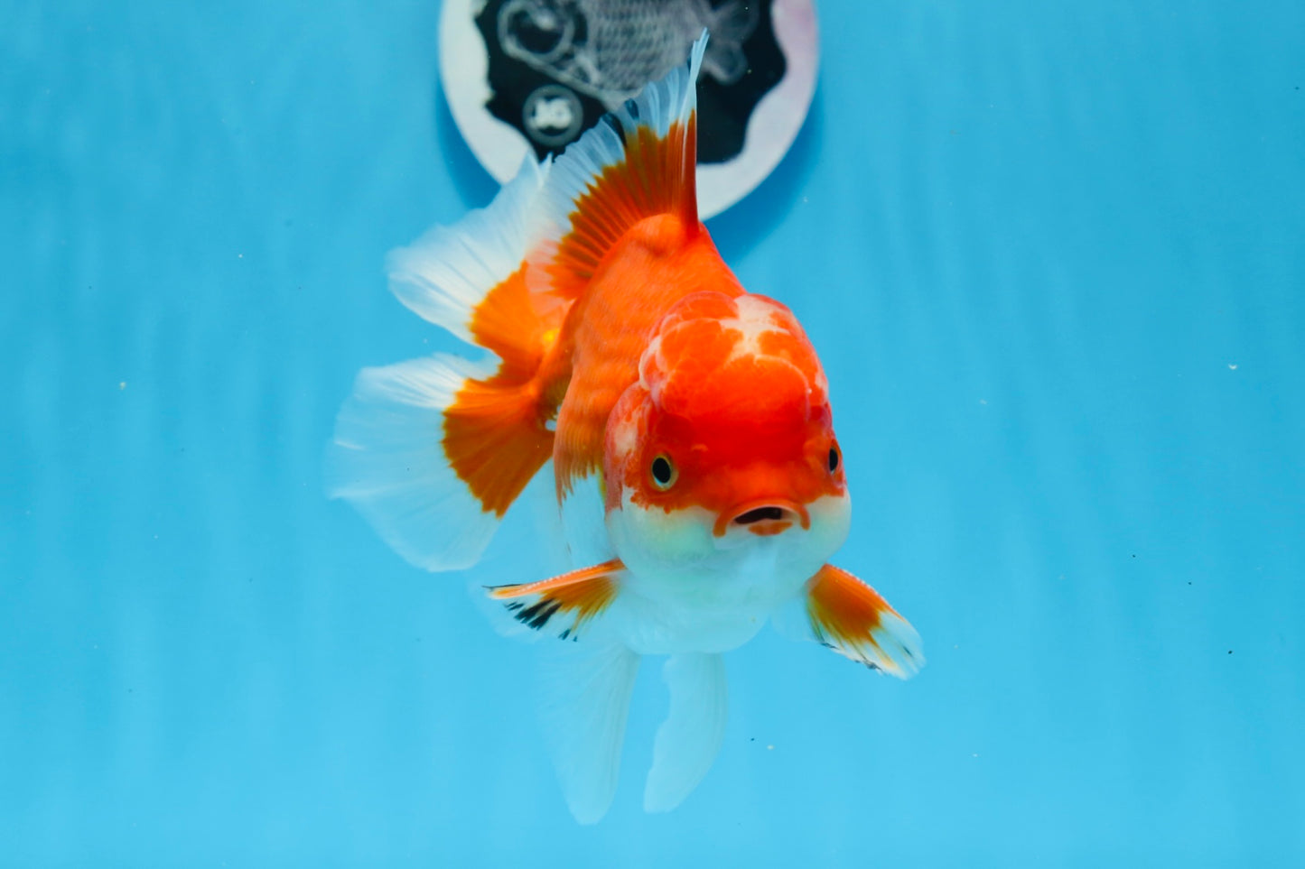 AAA Grade Red White Oranda Male 5.5 inches #0706OR_22