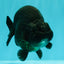 CHUBBY AAA Grade Black Ranchu Female 5-5.5 inches #062626RC_11