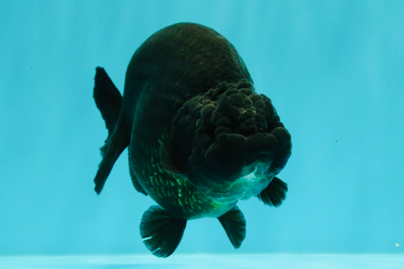 CHUBBY AAA Grade Black Ranchu Female 5-5.5 inches #062626RC_11