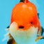 AAA Grade CHUBBY CHEEK Apache Oranda Male 5.5-6 inches #080825OR_19