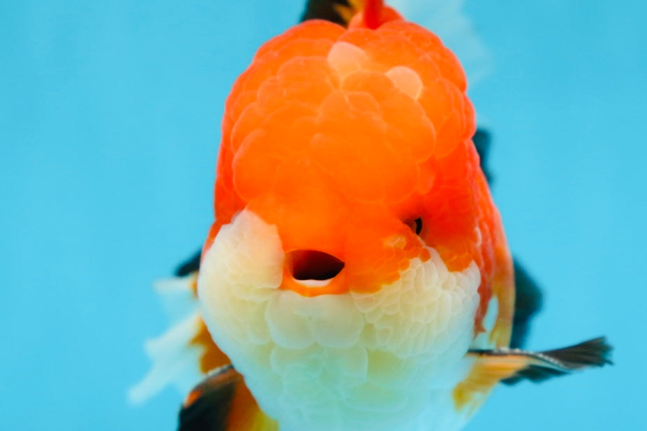 AAA Grade CHUBBY CHEEK Apache Oranda Male 5.5-6 inches #080825OR_19