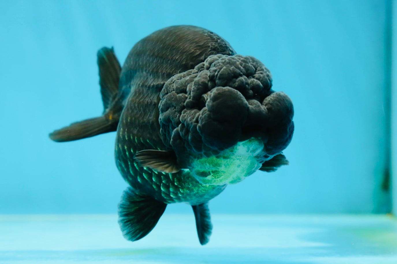 AAA Grade High Back Black LionQueen 4 inches #050925LC_10