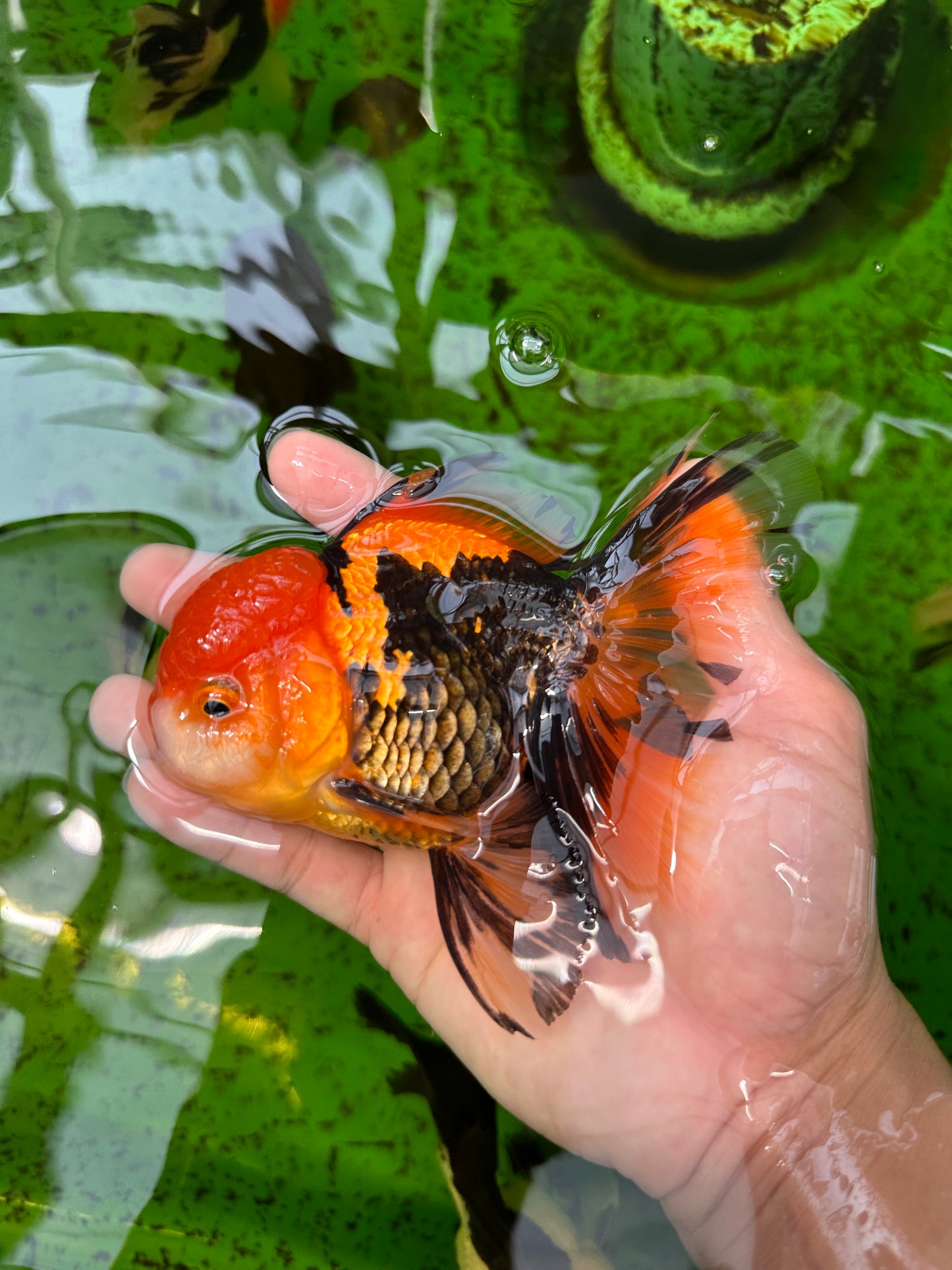 AAA Grade Apache Oranda Male 5 inches #0913OR_06