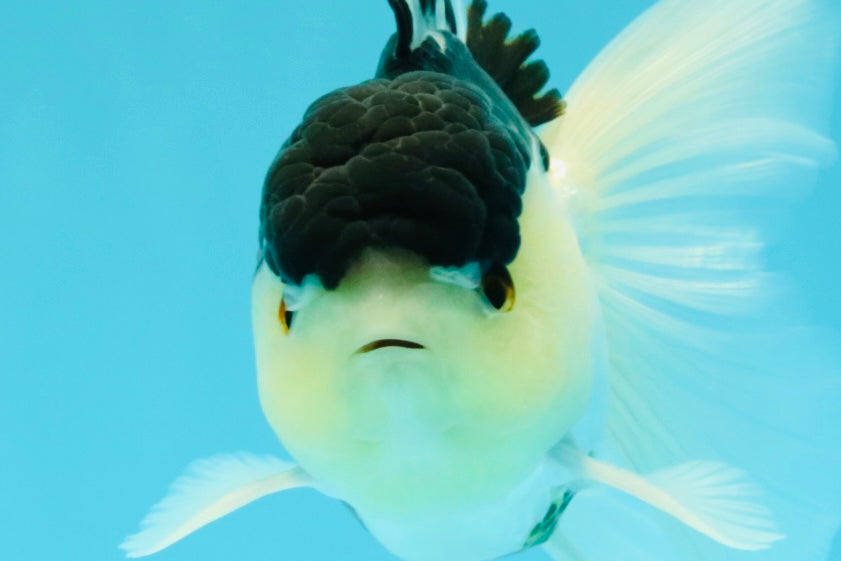 Panda Oranda Male 5 inches #031326OR_29