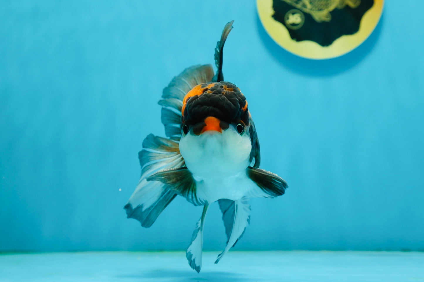 A Grade Tricolor Lava Head Oranda Male 5-5.5 inches #120624OR_03