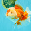 AAA Grade Red White Oranda Female 6-6.5 inches #032026OR_07