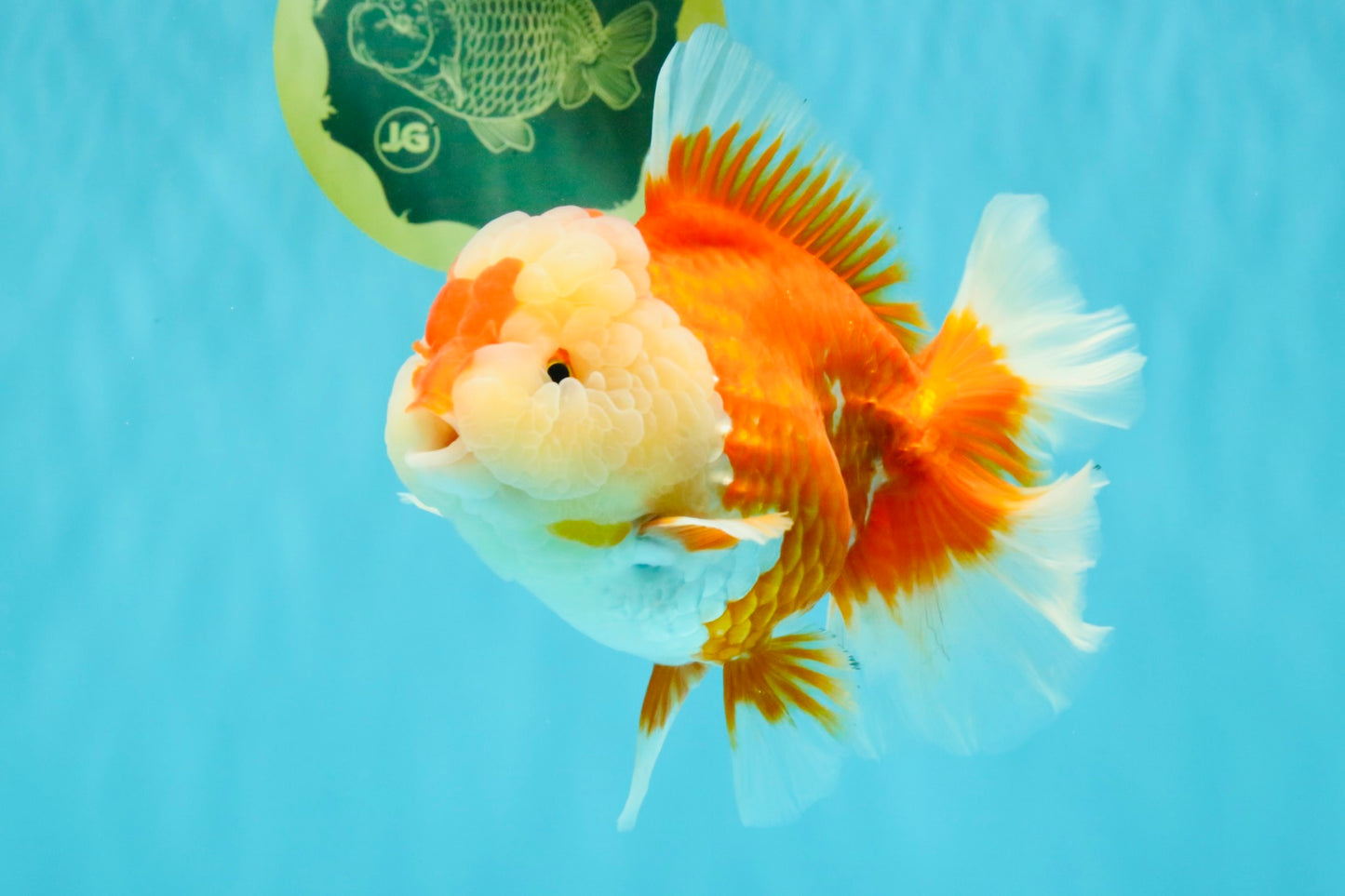 AAA Grade Red White Oranda Female 6-6.5 inches #032026OR_07