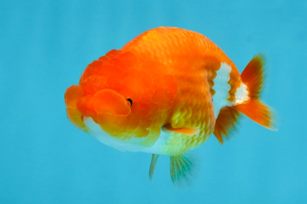 A Grade Red White LionQueen 4 inches #112825LC_06