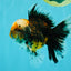 CHUBBY AAA Grade Tiger Oranda Male 5.5 inches #050126OR_08
