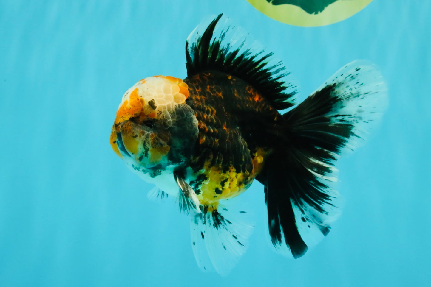 CHUBBY AAA Grade Tiger Oranda Male 5.5 inches #050126OR_08