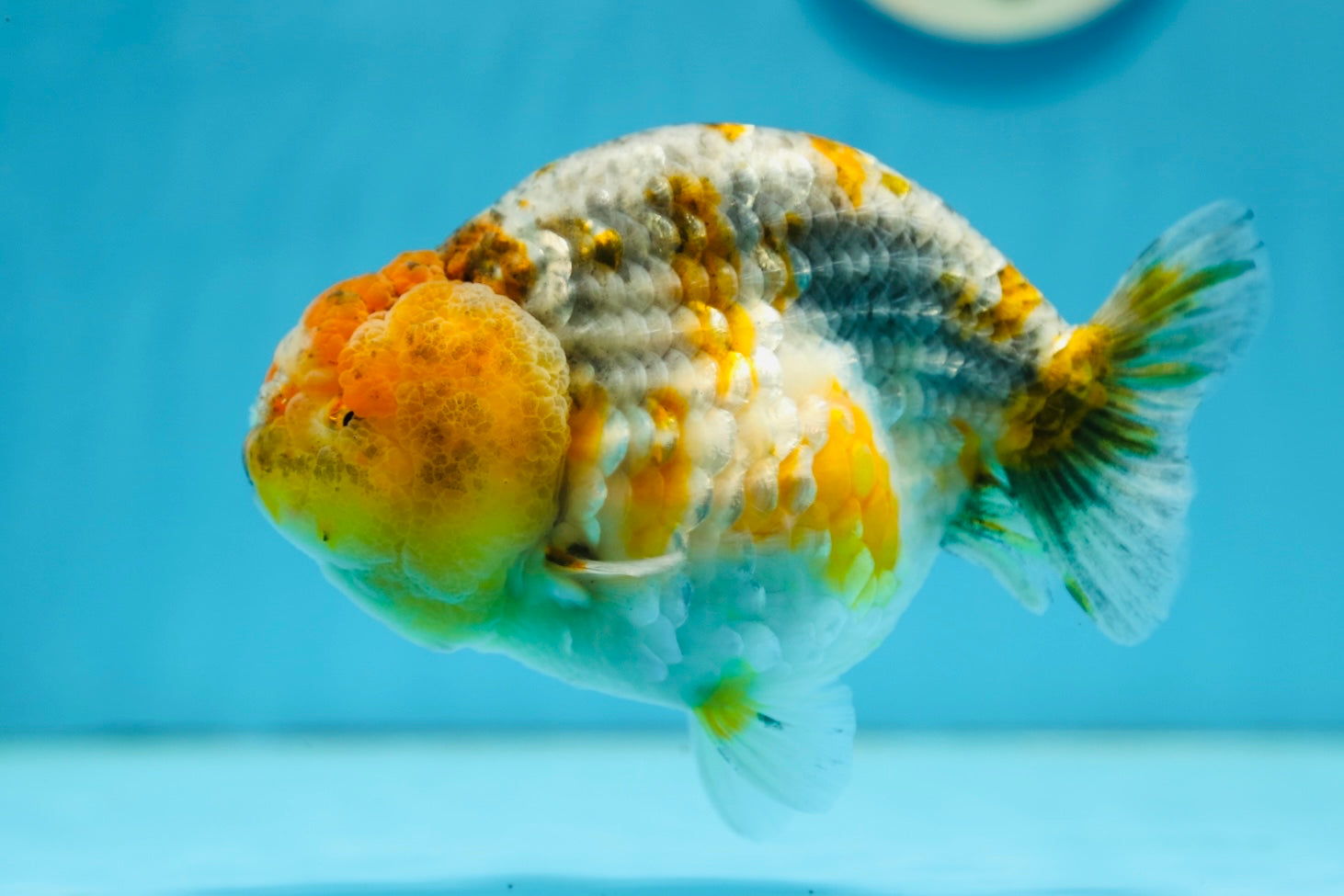 AAA Grade Kirin Ranchu Female 5.5 inches #0915RC_13 – Jimmy Goldfish