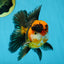 A Grade Dragon Tricolor Oranda Male 5 inches #060625OR_18