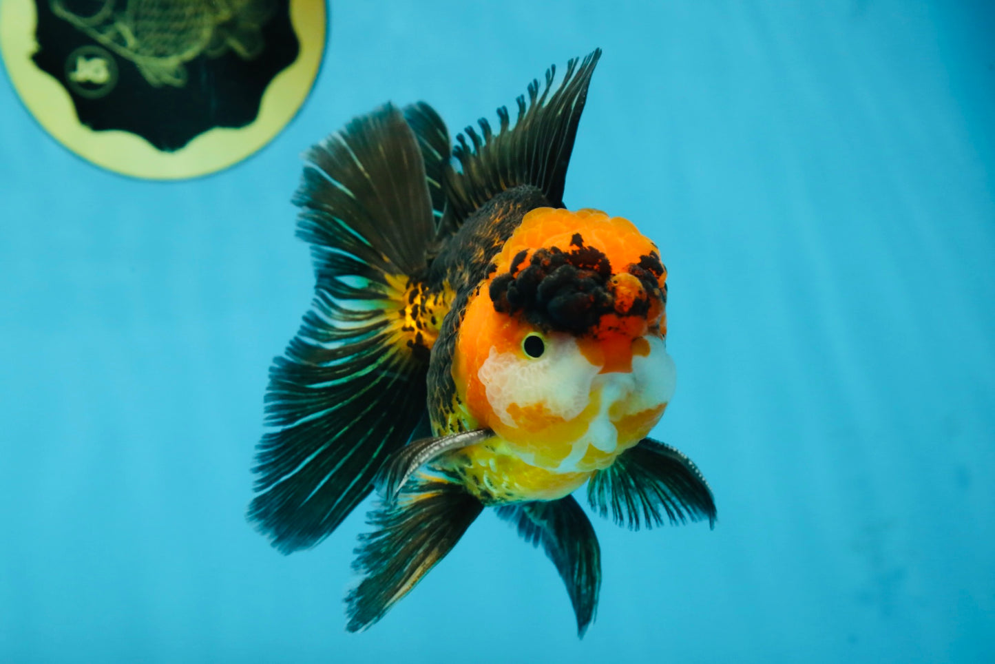 A Grade Dragon Tricolor Oranda Male 5 inches #060625OR_18
