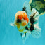 FLUFFY AAA Grade Calico Kirin Oranda Male 7 inches #100926OR_09