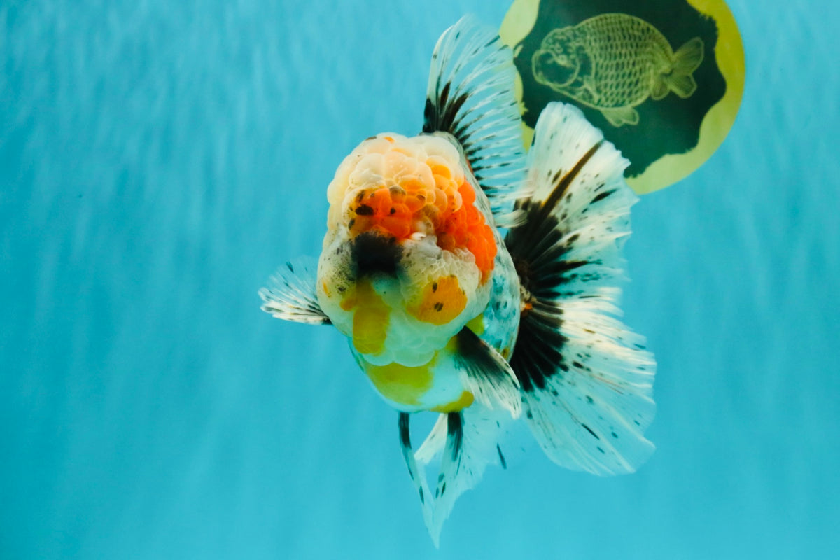 FLUFFY AAA Grade Calico Kirin Oranda Male 7 inches #100926OR_09