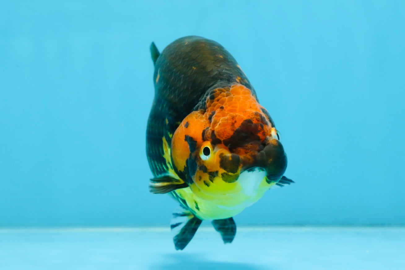 Tiger Chinese Ranchu Female 4.5-5 inches #101025RC_13