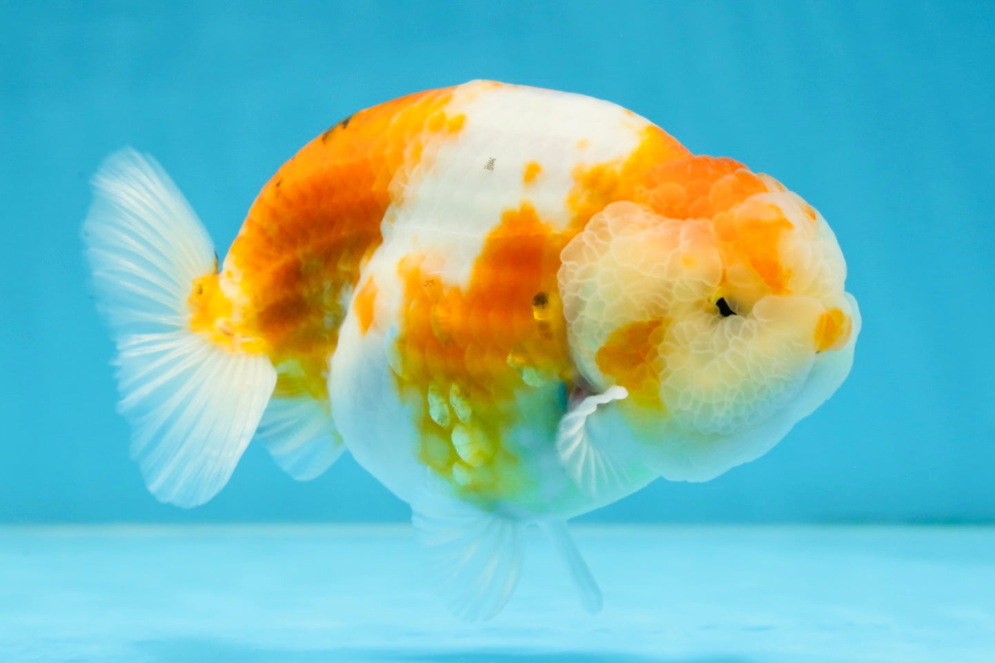 AAA Grade CHUBBY Sakura LionKing 5 inches #062025LC_03